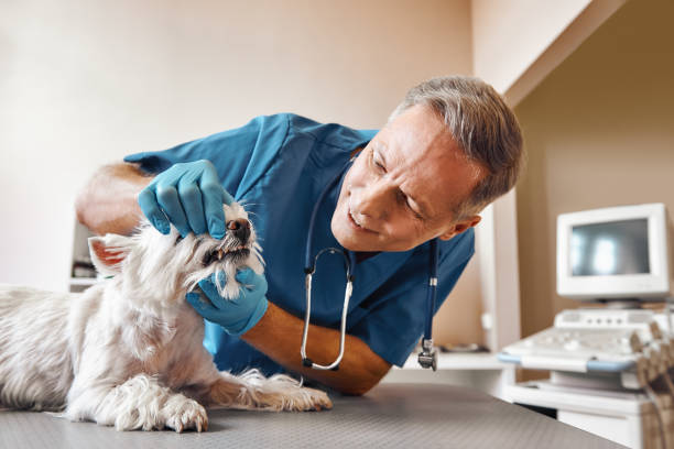 Best Emergency Broken Tooth Repair in Banks Springs, LA